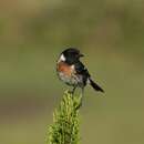 صورة Saxicola torquatus voeltzkowi Grote 1926