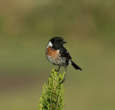 صورة Saxicola torquatus voeltzkowi Grote 1926