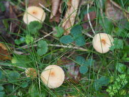 Image of veiled fairy cake