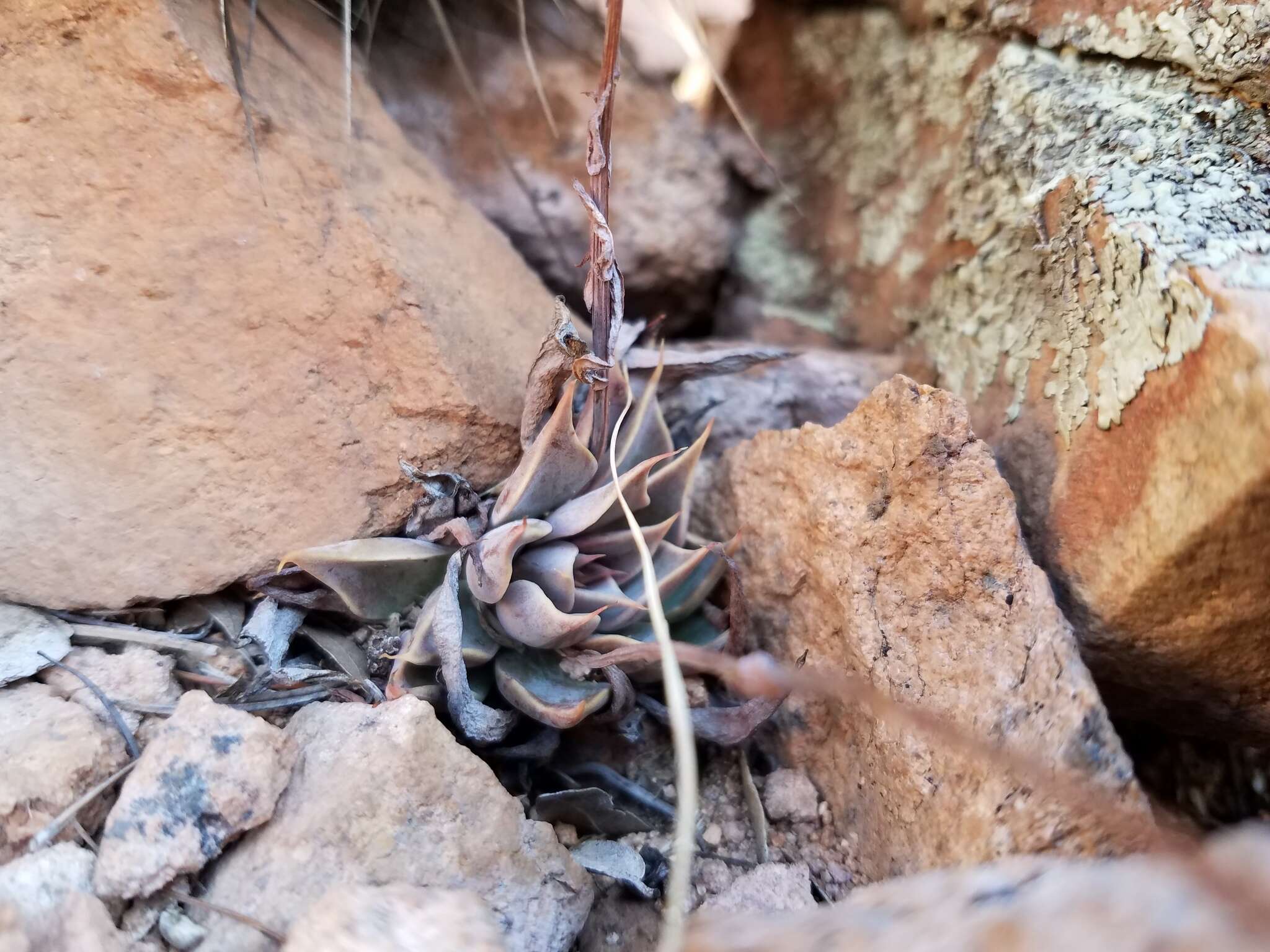 Image of Patagonia Mountain leatherpetal