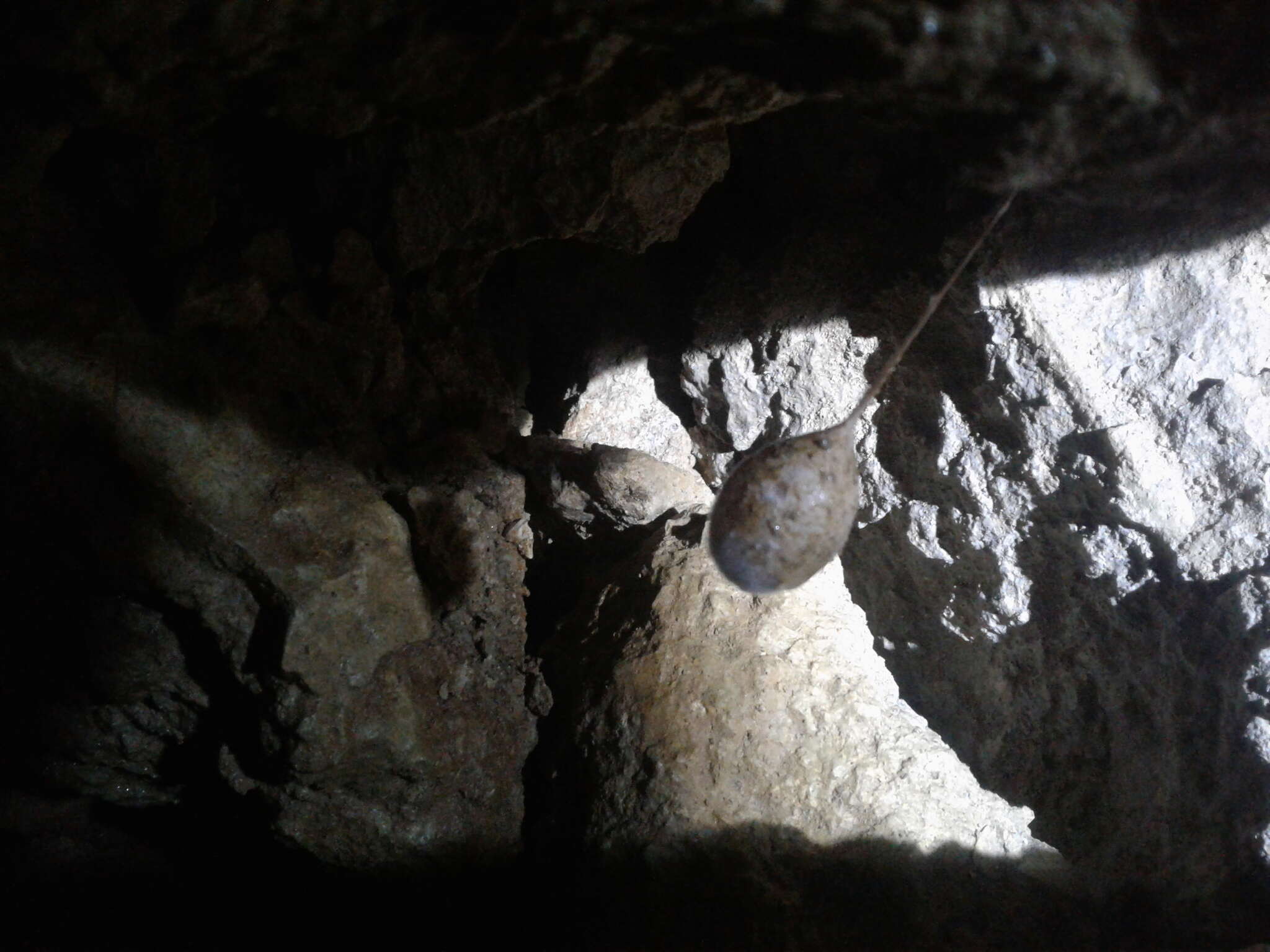 Image of Nelson Cave Spider