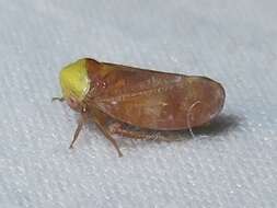 Image of Leafhopper