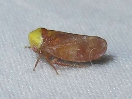 Image of Leafhopper