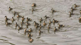 Image of White-tufted Grebe