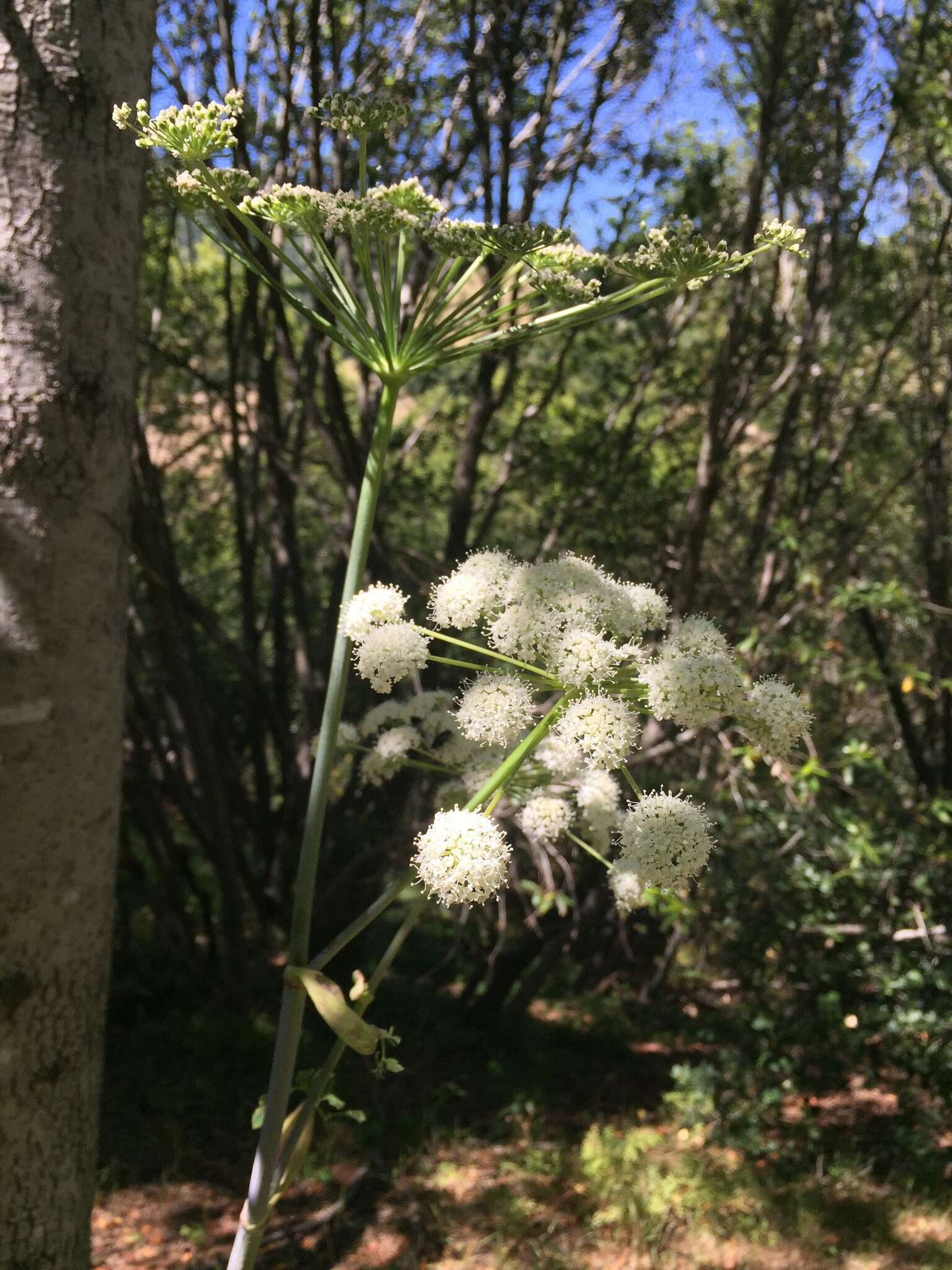 Image of California angelica