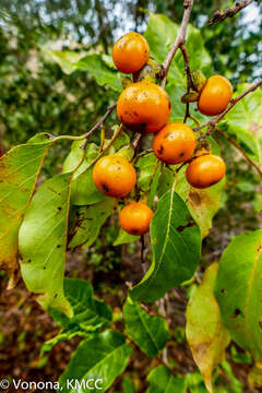 Image of Diospyros sakalavarum H. Perrier