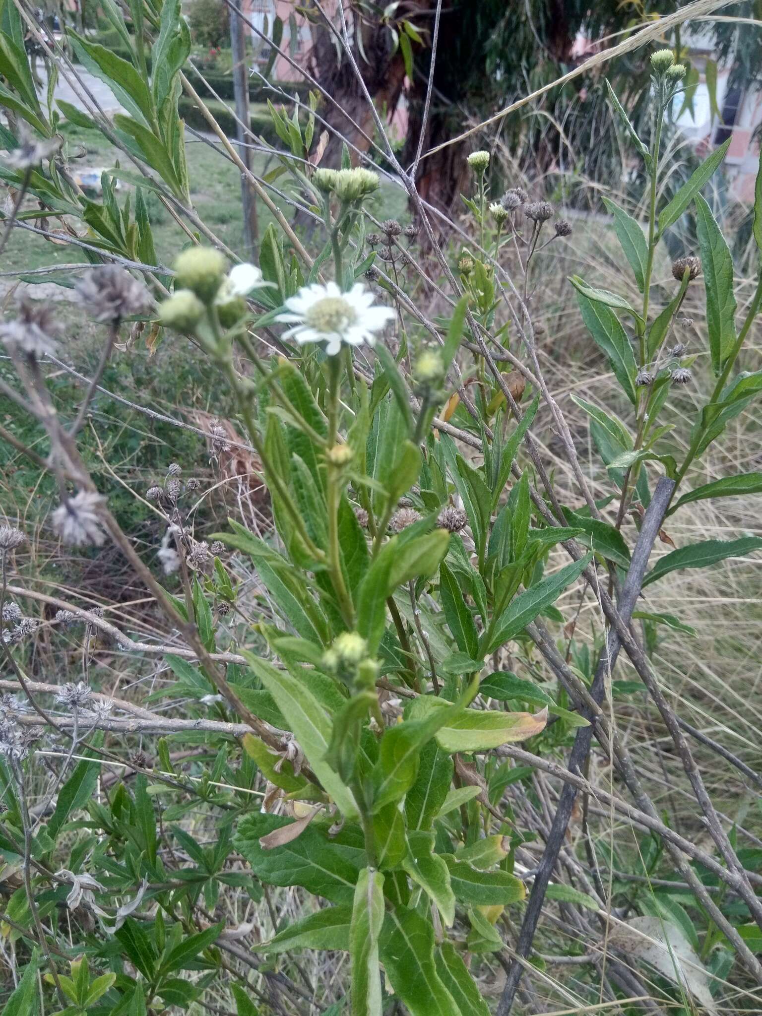 Image of Verbesina boliviana Klatt