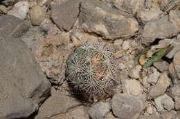 Image de Sclerocactus warnockii (L. D. Benson) N. P. Taylor