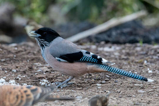 Image of Black-headed Jay