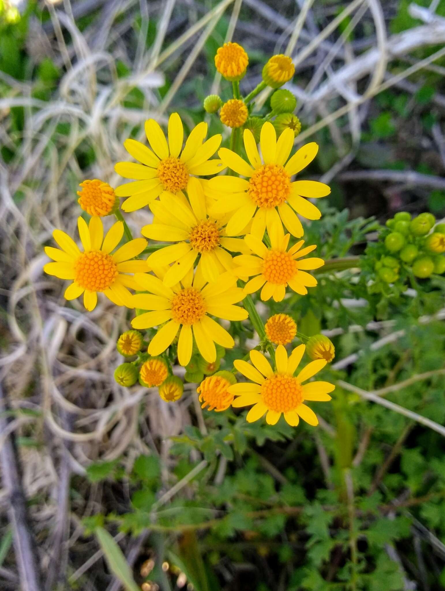 Image of Great Plains Groundsel