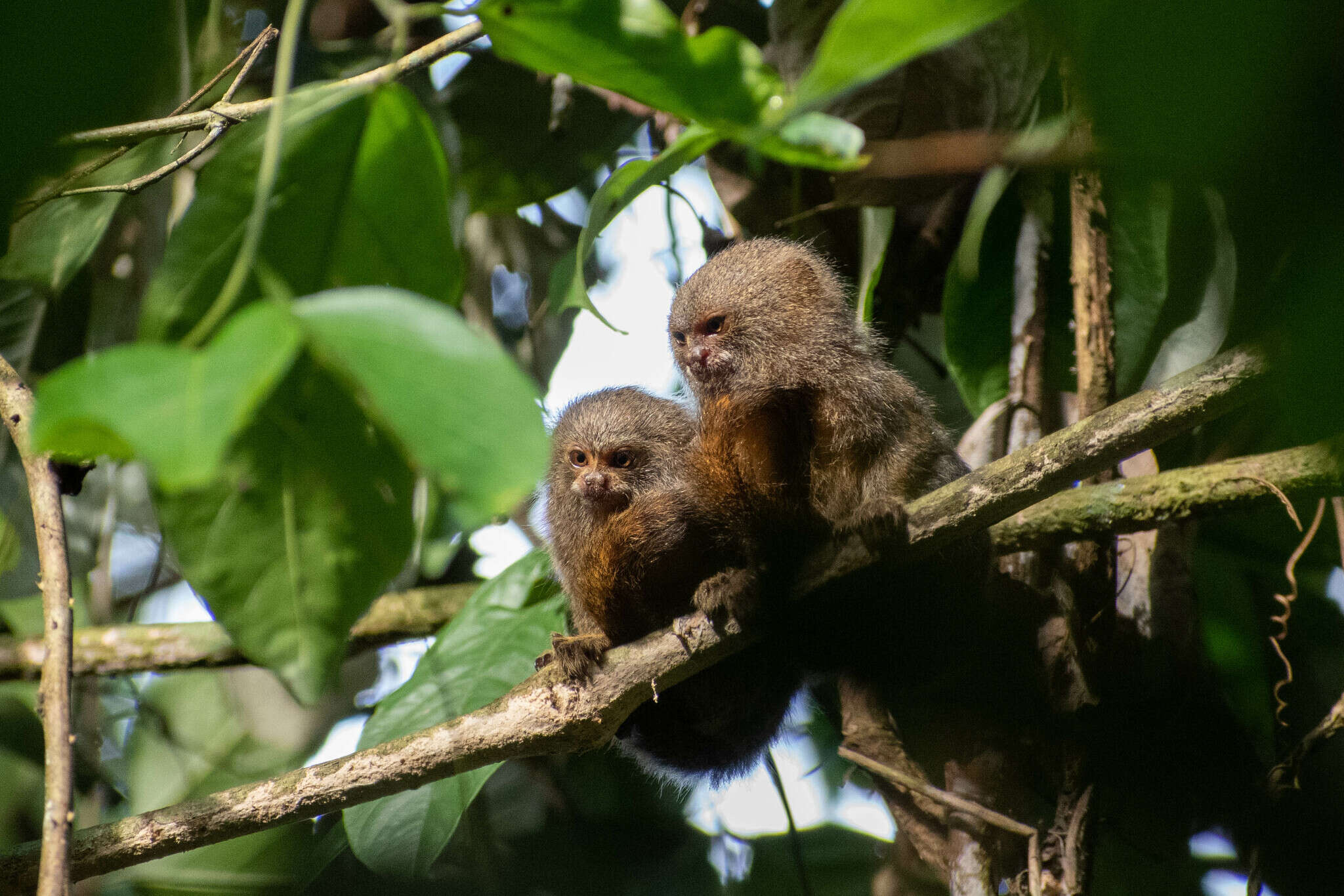 Image of pygmy marmoset