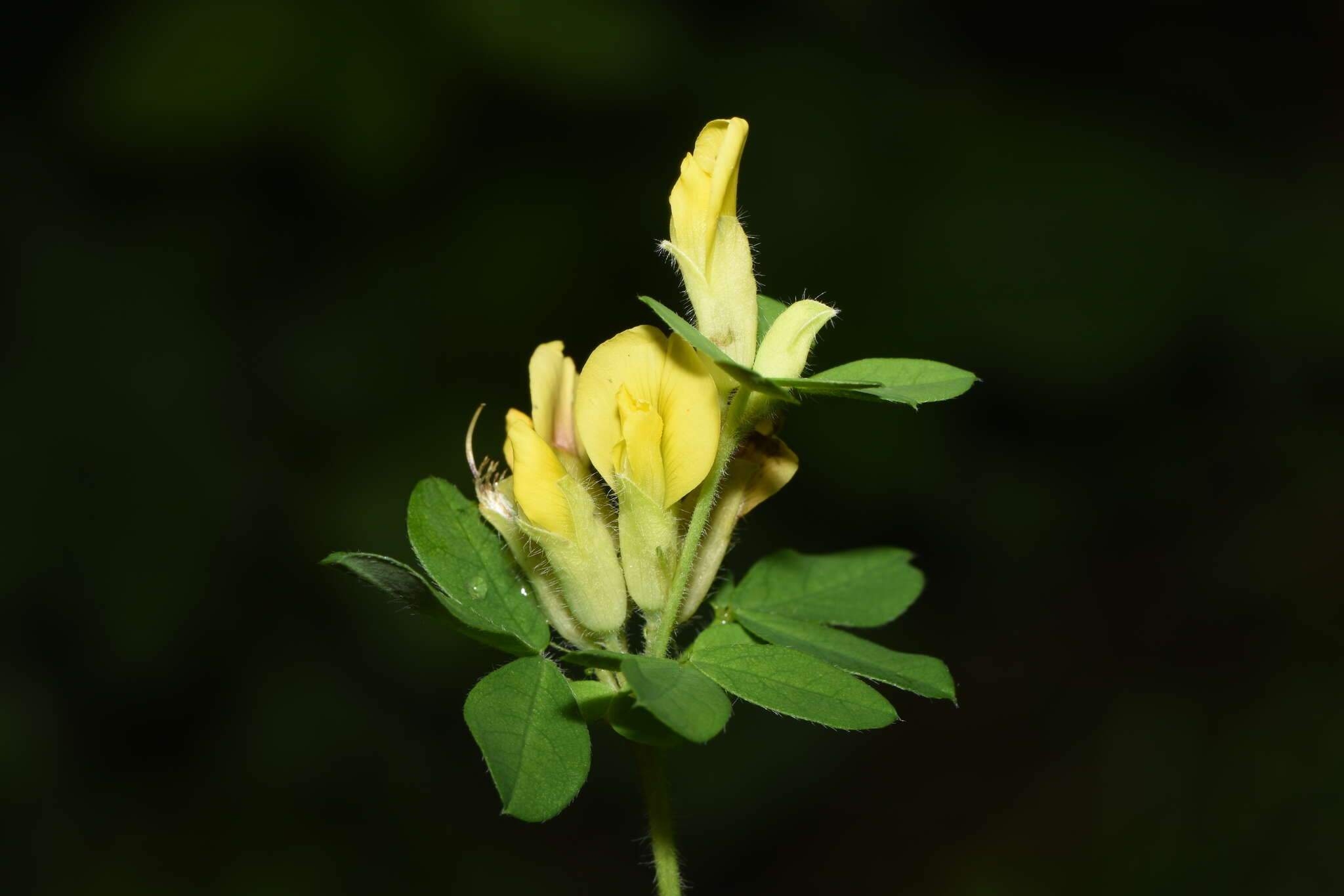 Слика од Cytisus hirsutus L.