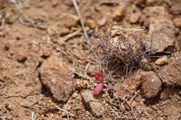 Image of unarmed buckwheat