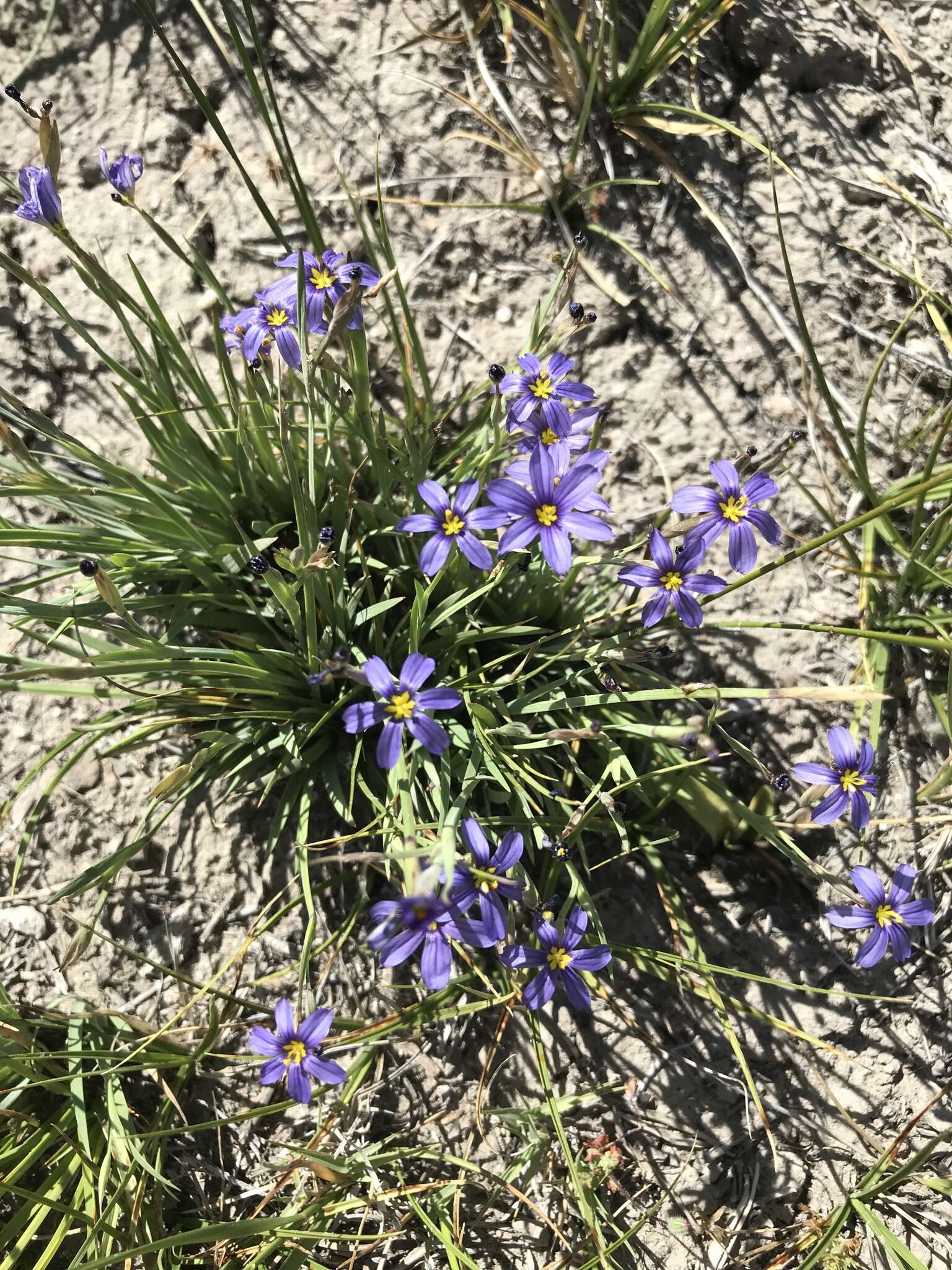 Image of Idaho blue-eyed grass