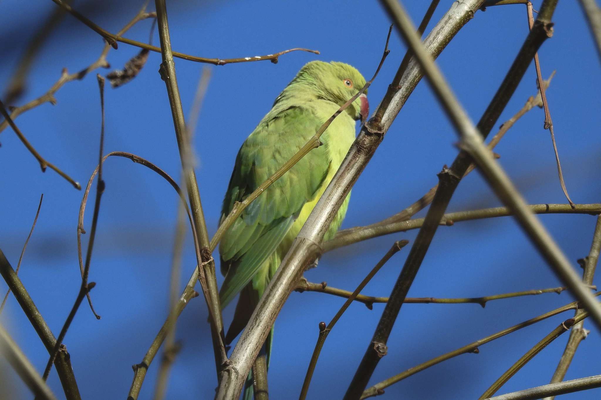 Image of Ring-necked Parakeet