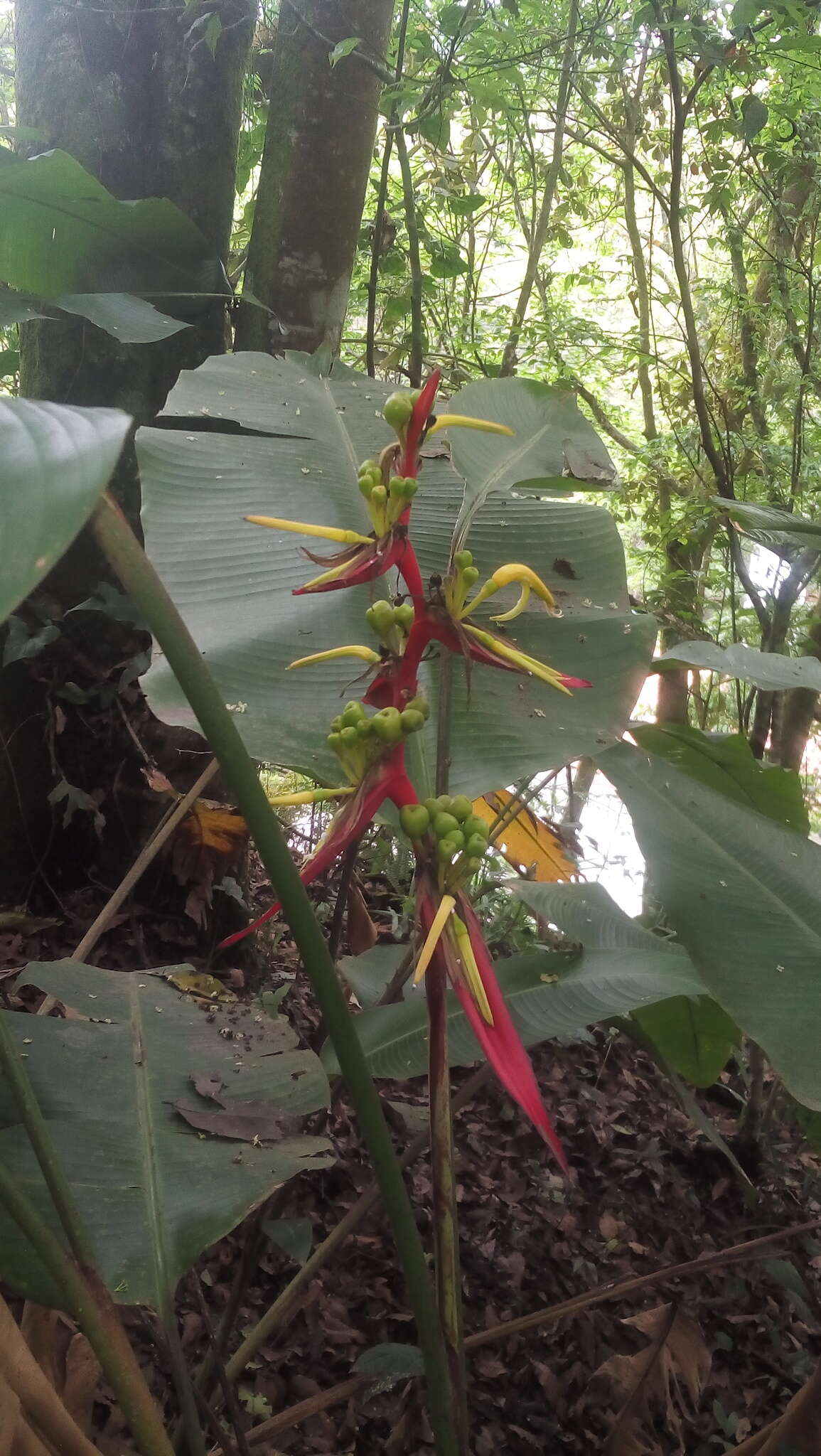 Image of Heliconia schiedeana Klotzsch