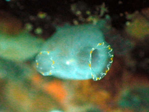 Image of Sea squirt