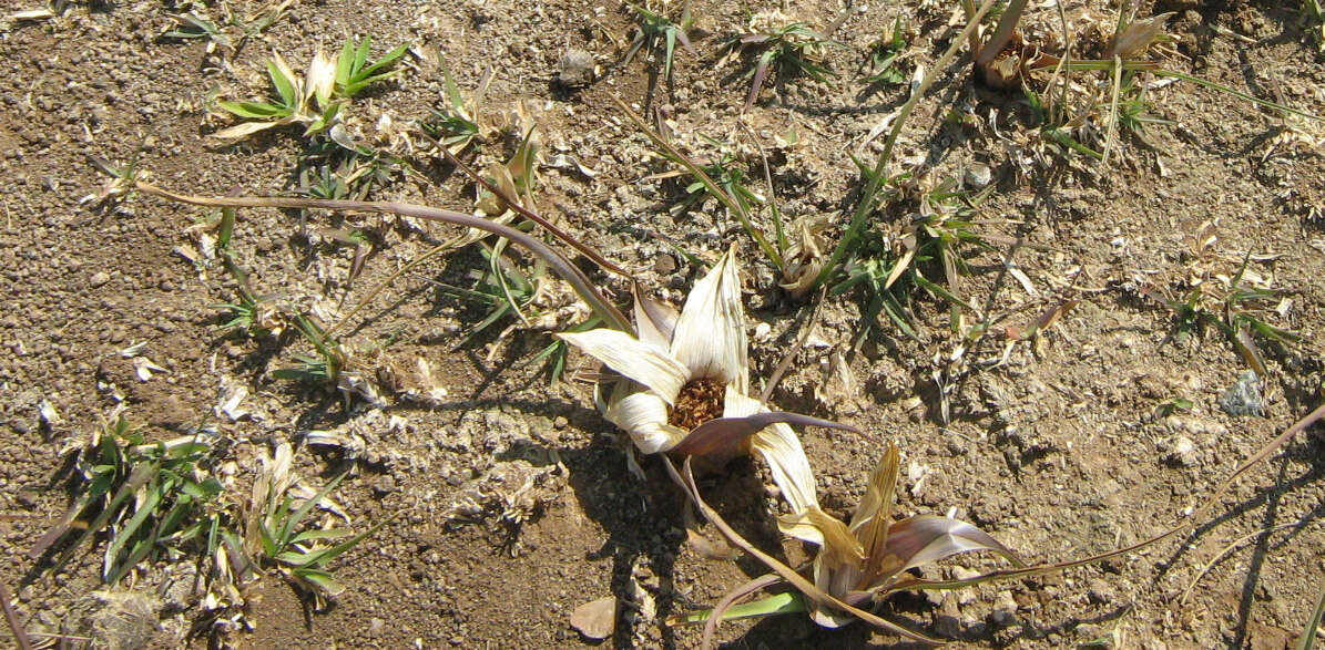 Image of Colchicum melanthioides subsp. melanthioides