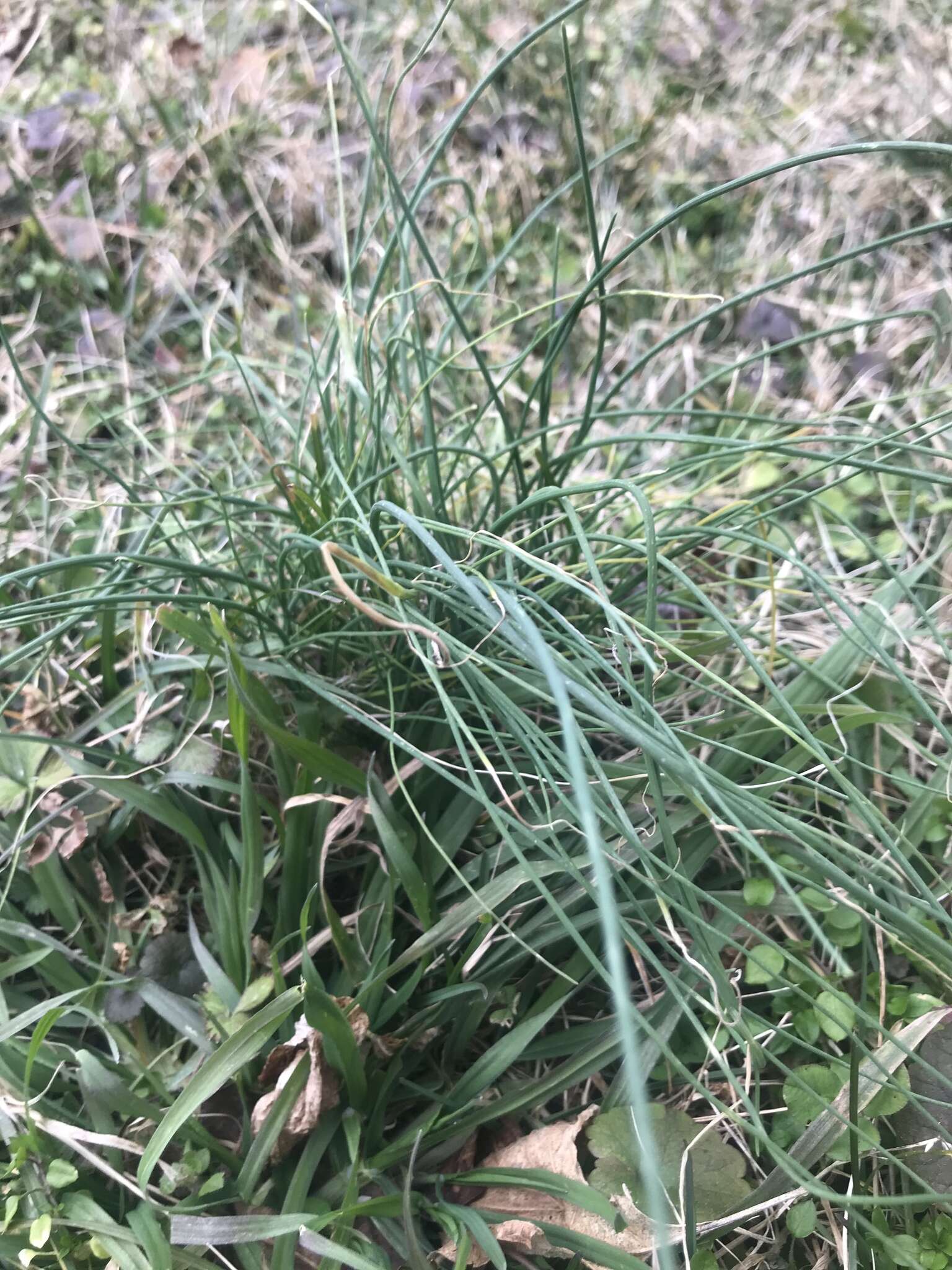 Image of wild garlic