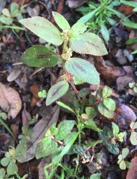 Image of Euphorbia hirta L.