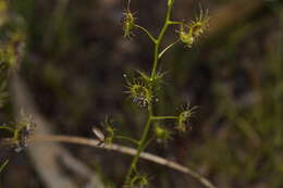 Image of Drosera heterophylla Lindl.