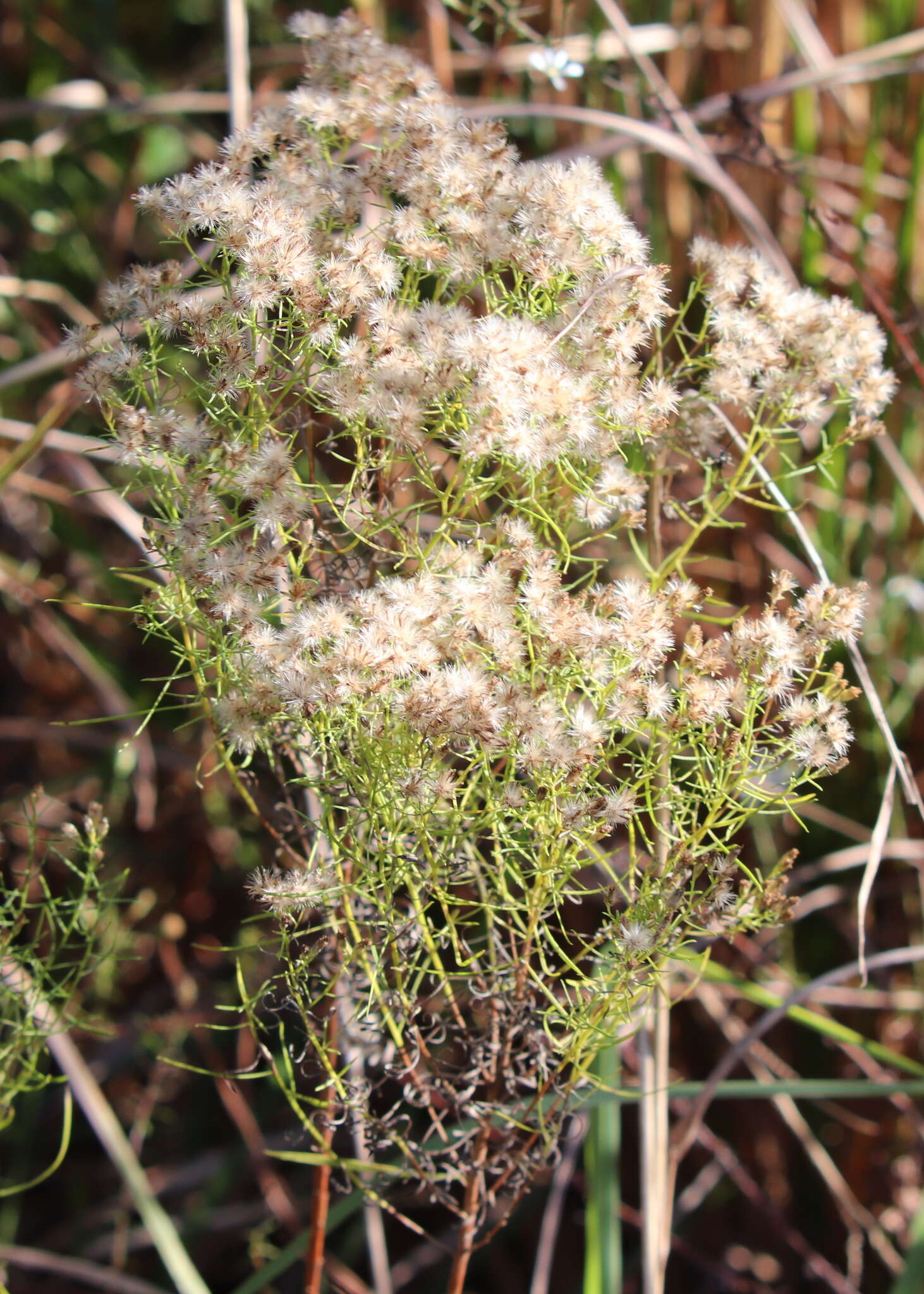 Image of Slender Goldentop