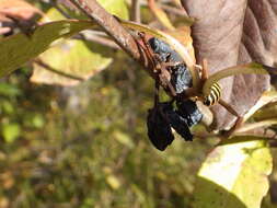 Image of Alaska Yellowjacket