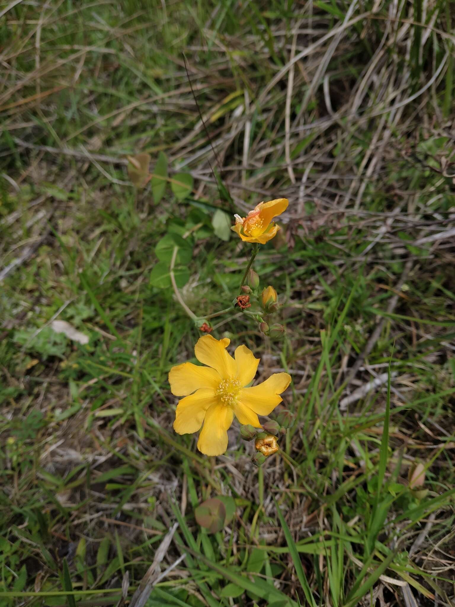 Image of Hypericum connatum Lam.