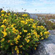 صورة Aspalathus capensis (Walp.) R. Dahlgren