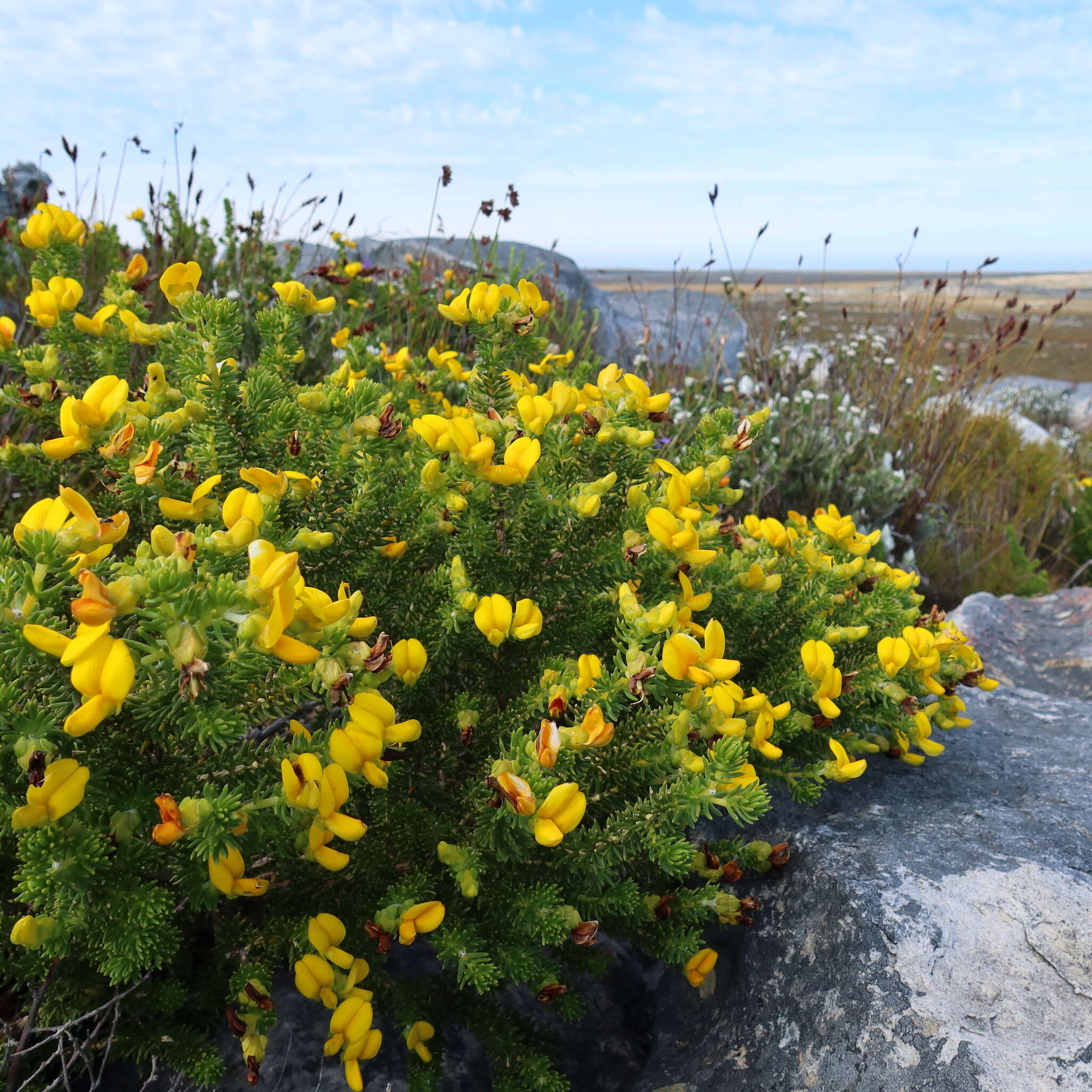 صورة Aspalathus capensis (Walp.) R. Dahlgren