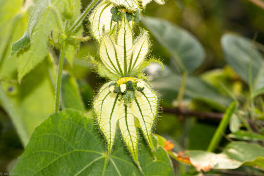 Image of Dalechampia stipulacea Müll. Arg.