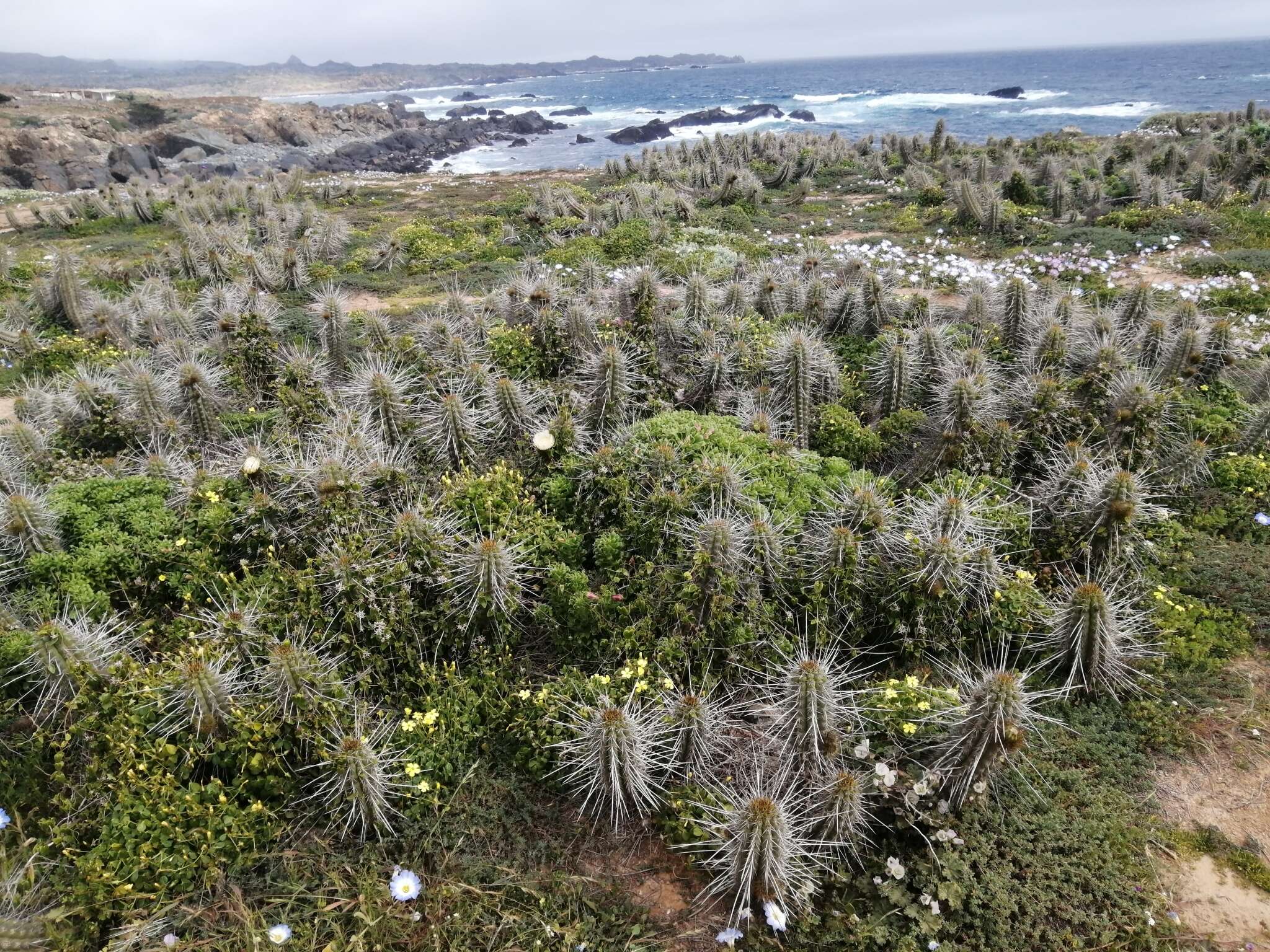 Plancia ëd Eulychnia castanea (K. Schum.) Phil.