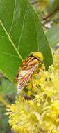 Image of Syrphid fly