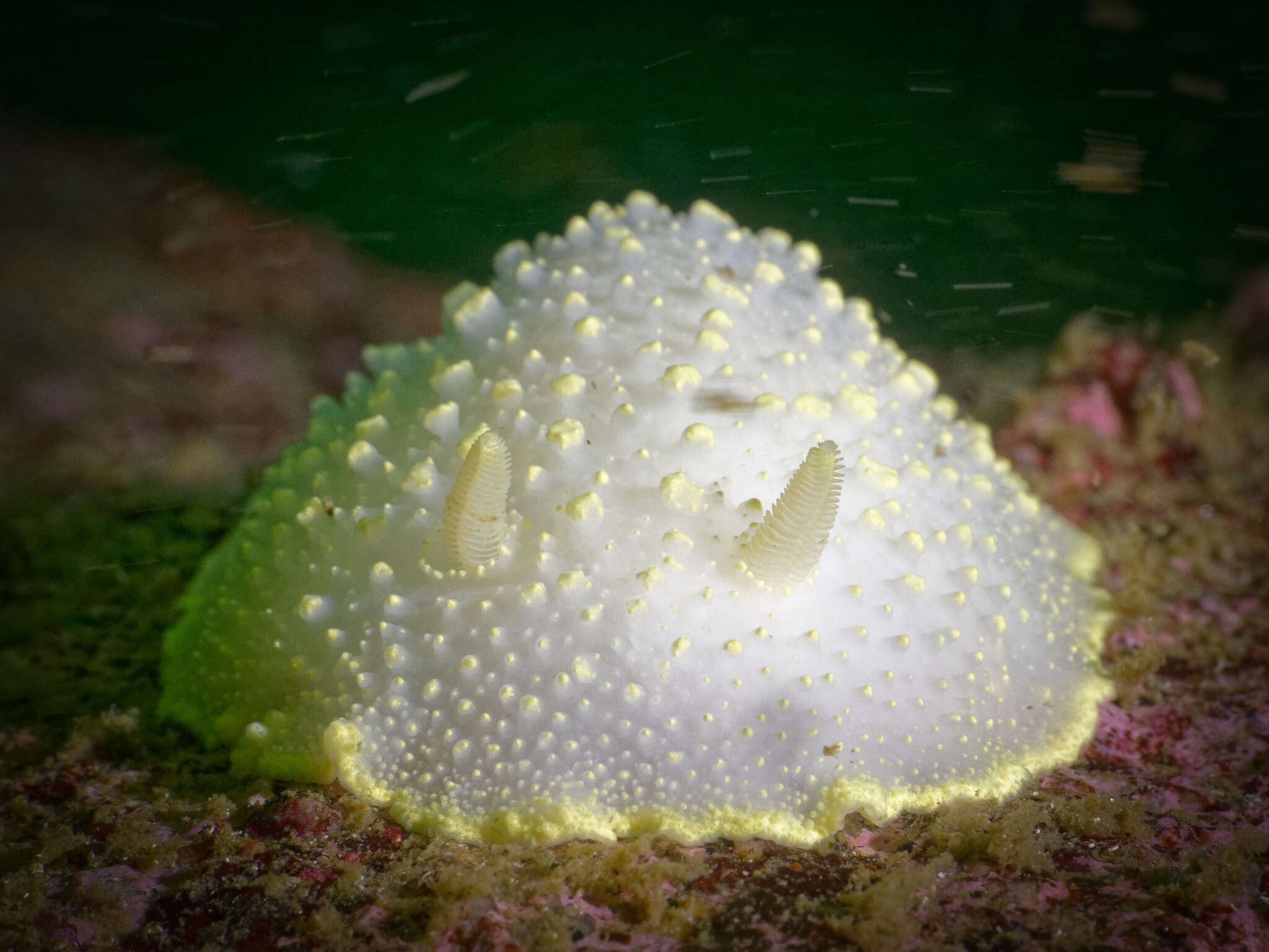 Image of Cadlina jannanicholsae Korshunova, Fletcher, Picton, Lundin, Kashio, N. Sanamyan, K. Sanamyan, Padula, Schrödl & Martynov 2020