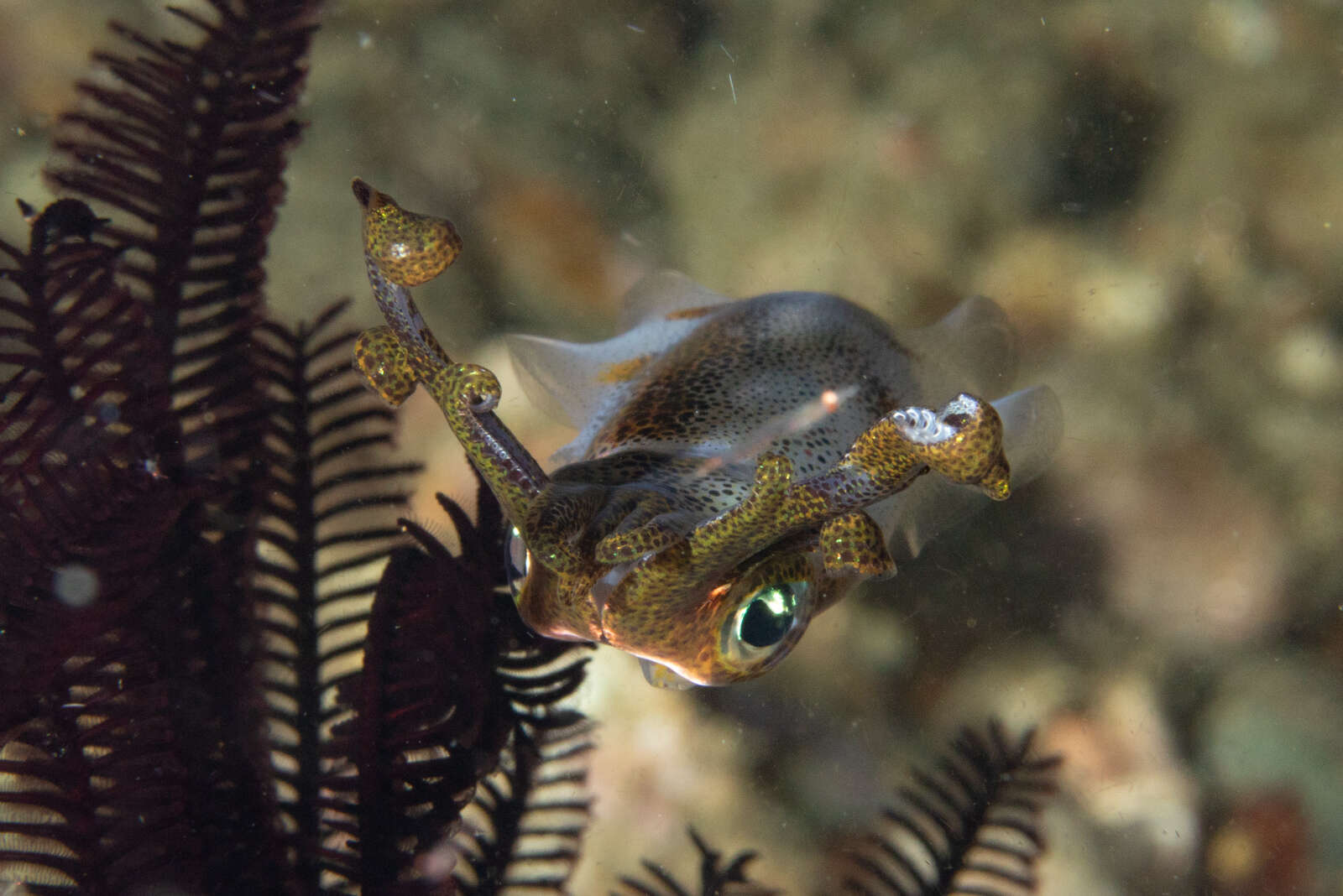 Image of bigfin reef squid