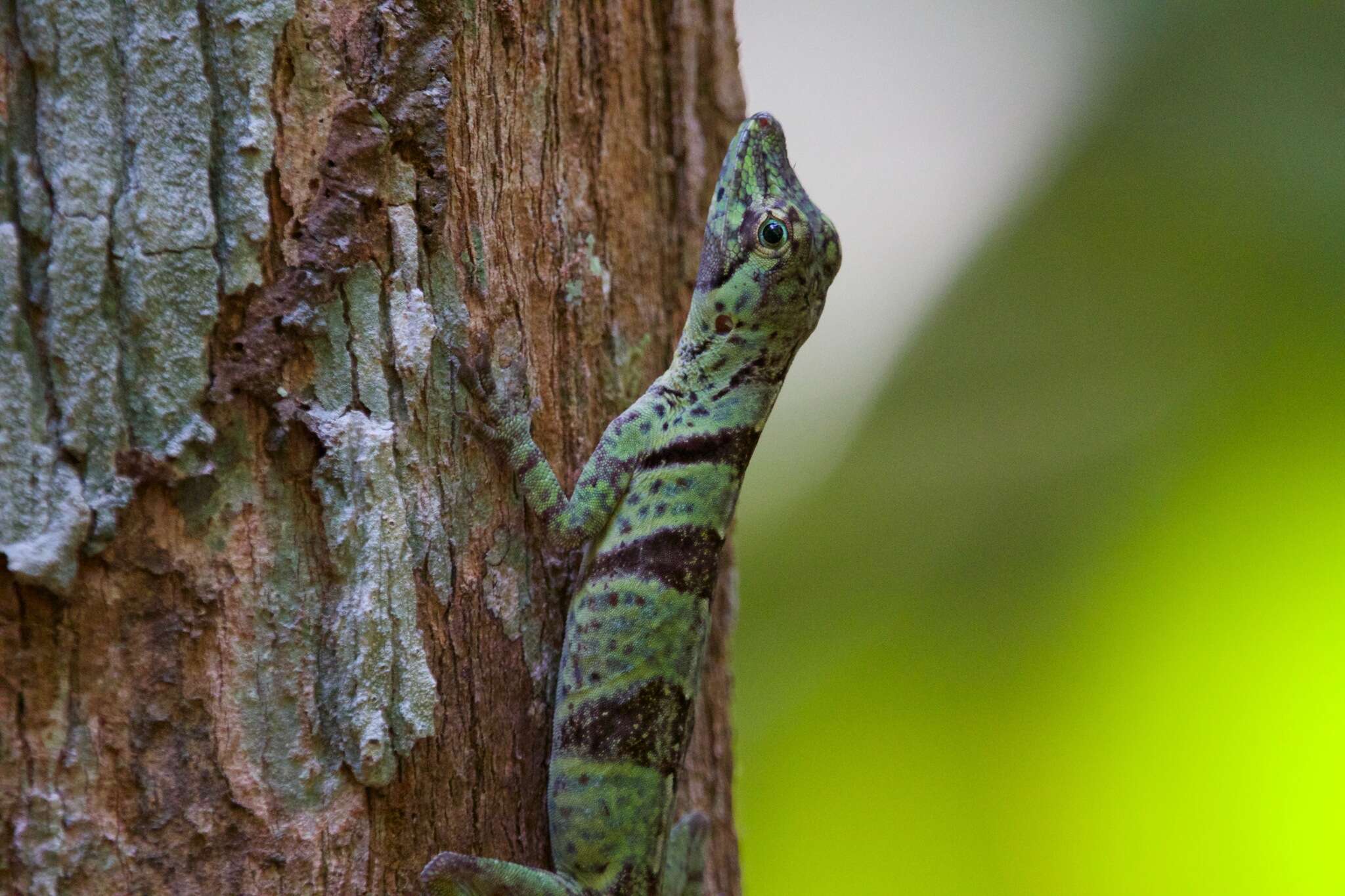 Image of Banded Tree Anole