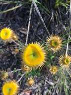 Image of Coronidium oxylepis (F. Müll.) Paul G. Wilson