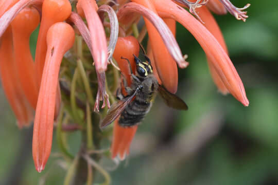 Plancia ëd Xylocopa artifex Smith 1874