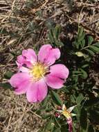 Image of prairie rose