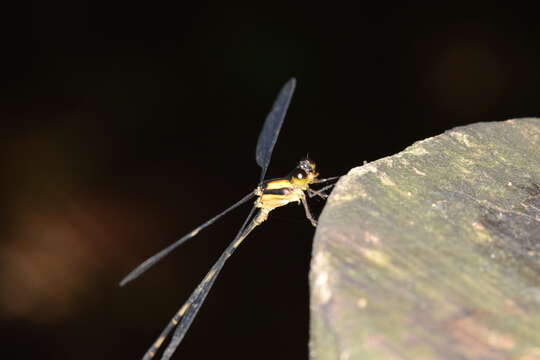 Image of Heteragrion dorsale Selys 1862