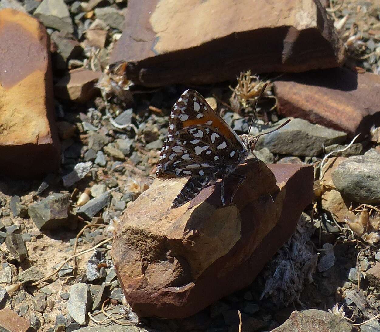 Image of Trimenia argyroplaga (Dickson 1967)