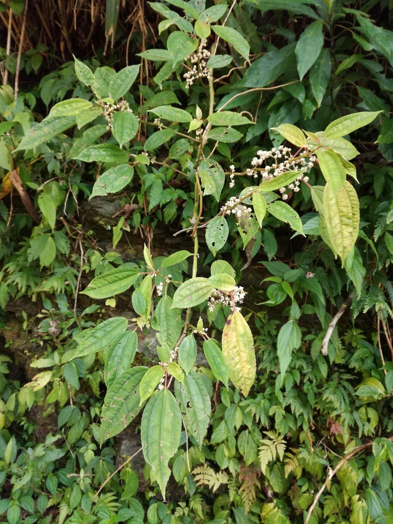 Image of Pilea funkikensis Hayata