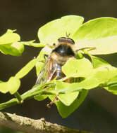 Image de Criorhina bubulcus (Walker 1849)