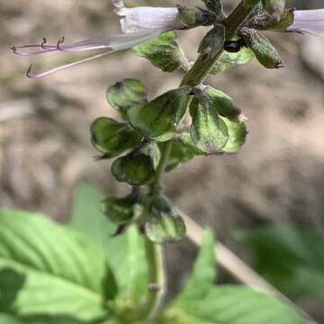 Imagem de Ocimum filamentosum Forssk.