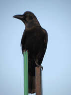 Image of <i>Corvus macrorhynchos culminatus</i>