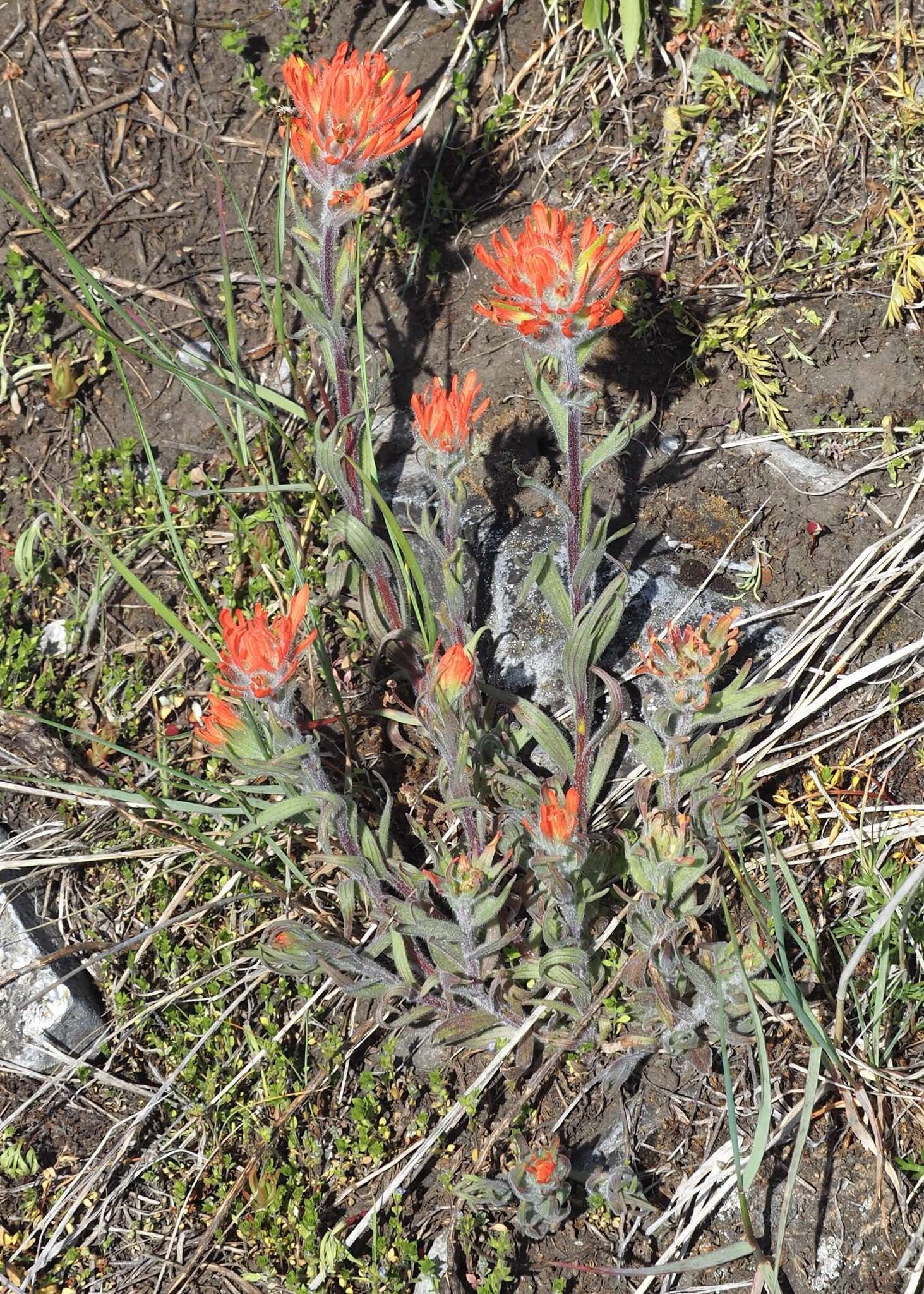 Image of acute Indian paintbrush