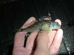 Image of Padded sculpin