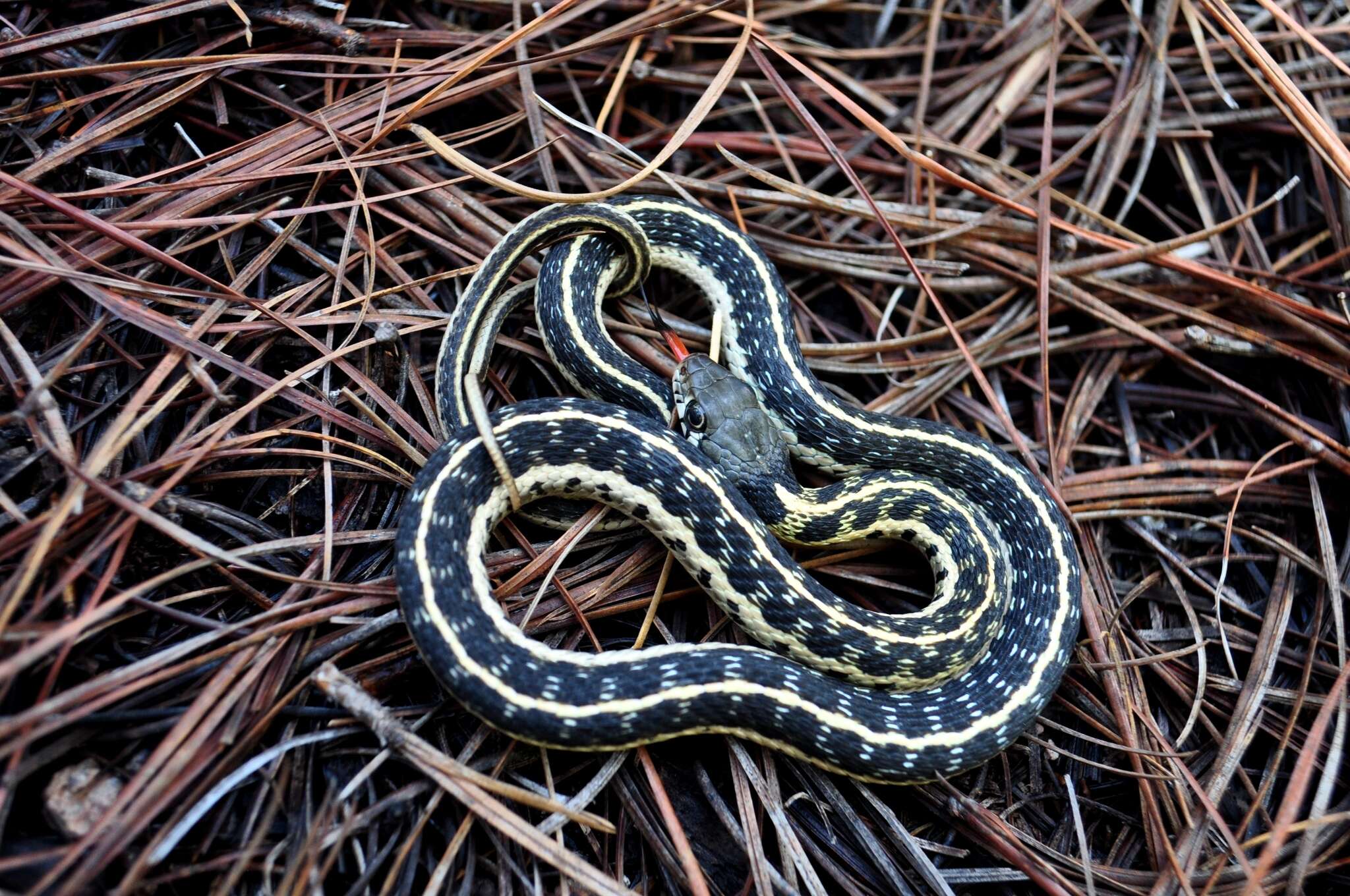 Image of Blackneck Garter Snake