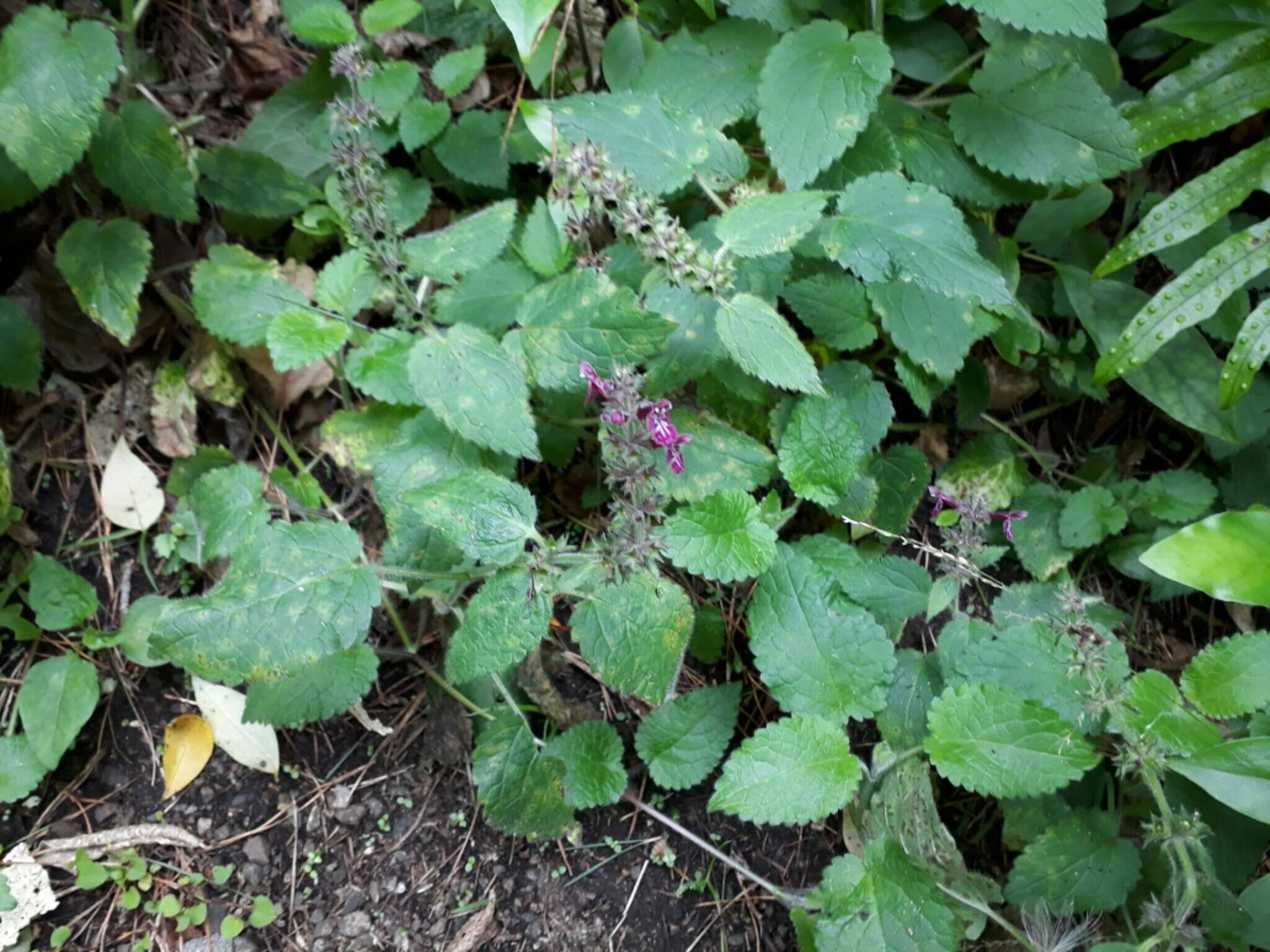 Image of hedge nettle