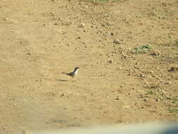 Image of Sardinian Warbler